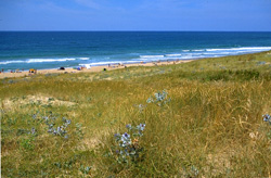 dune_arna.jpg (29615 octets)